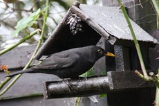 Amsel-16-1138.jpg